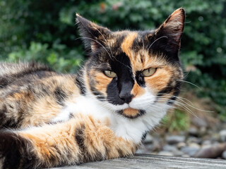 Fototapeta na wymiar calico cat on wooden deck, looking into camera