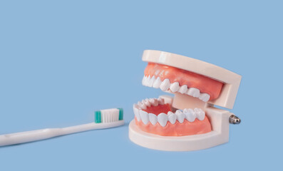 Close up white handle toothbrush and plastic human teeth model placed on a blue background. Dental...