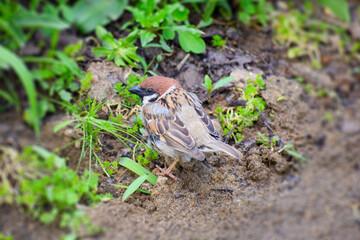 地面ろ歩く一羽のスズメ