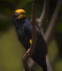 This image showcases a stunning black and yellow Golden-crested Myna (Ampeliceps coronatus) bird perched in the forest.