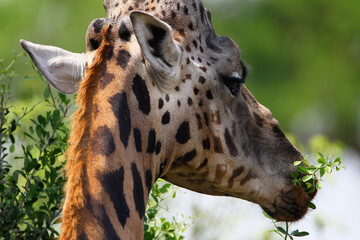 girafe (giraffa camelopardalis)
