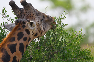 girafe (giraffa camelopardalis)
