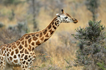 girafe (giraffa camelopardalis)
