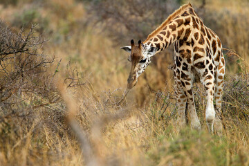 Obraz na płótnie Canvas girafe (giraffa camelopardalis) 
