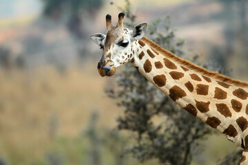 Obraz premium girafe (giraffa camelopardalis) 