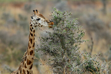 girafe (giraffa camelopardalis)
