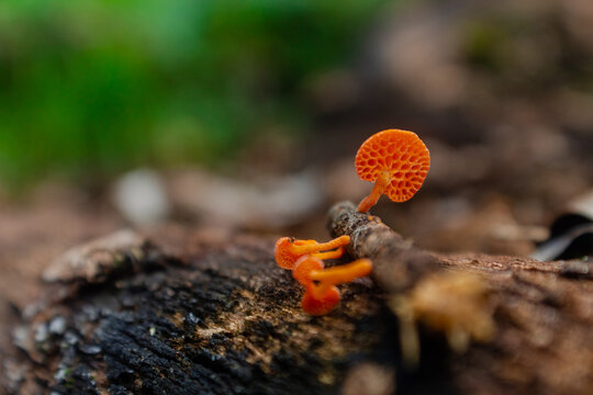 Mushroom pores. Bright orange mushroom on dry tree trunk. Beautiful little fungus. Nature details.