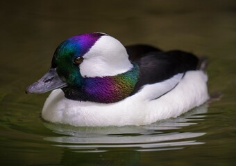 This photograph shows a detailed macro view of a colorful Bufflehead (Bucephala albeola) duck...