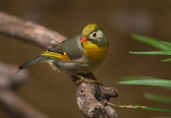 This image showcases a beautiful wild Red-billed Leiothrix (Leiothrix lutea) bird perched on a forest branch and looking backwards.