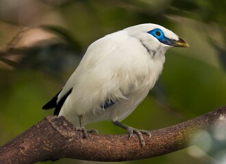 This image features a beautiful Bali Myna (Leucopsar rothschildi) bird with stunning blue feathers around it's eyes perched on a branch.