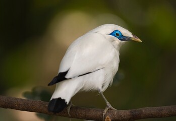 This photograph showcases the rear view of a wild white and blue Bali Myna (Leucopsar rothschildi) bird perched on a branch and looking back towards the camera.
