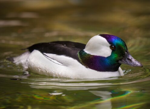 This serene image features a side view of a wild Bufflehead (Bucephala albeola) duck floating in calm waters.