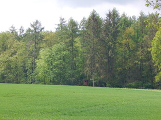 trees in the field