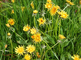 dandelions in the grass