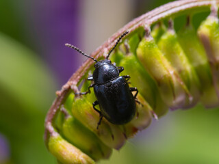 クサフジの蕾の上に止まったツツハムシ