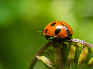 クサフジの茎の上を歩くてんとう虫