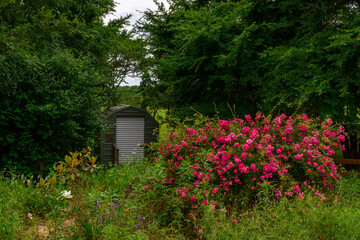 Fototapeta premium Garden Setting With Shed-1099