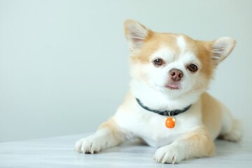 Brown chihuahua dog laying on the floor.
