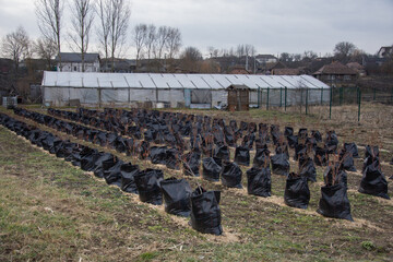 Romania, Milaş, Bistriţa-Tree nursery in black bags - Bio-Degradable black nursery bags for Indoor Farming ...