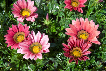 Gazania (rigens) the treasure flower in dew