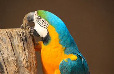 ルリコンゴウインコ