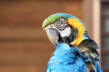 ルリコンゴウインコ