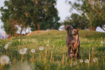 Two Italian greyhounds in a field of white dandelions in the light of the sun