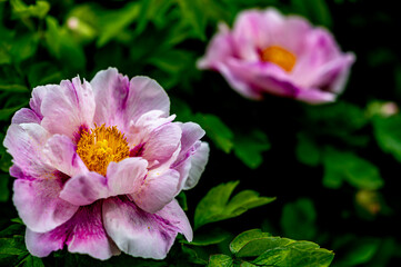 Blooming peony