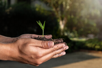 Fototapeta na wymiar closeup hand of person holding abundance soil with young plant. Concept green world earth day