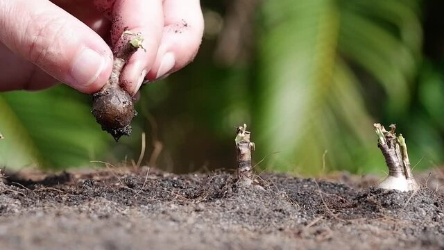 Woman's hand folds plant seedlings into soil