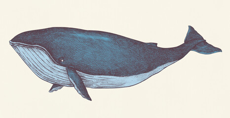 Hand drawn blue whale retro style © Rawpixel.com