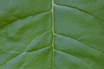 Obraz premium Macro of Leaf