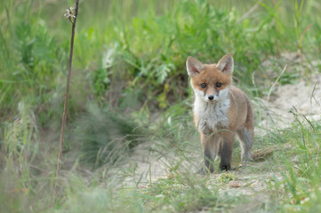 Kleiner , junger Fuchs steht und beobachtet