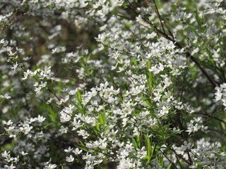 Small white flowers