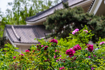 Fototapeta na wymiar Peony flowers blooming in Changchun Peony Garden, China