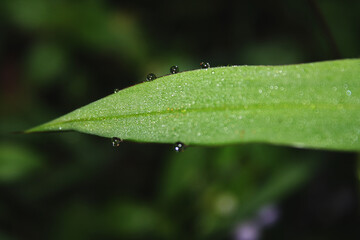 Beautiful greenery leaf closeup