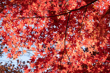 殿ヶ谷戸庭園の紅葉