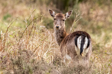 Deer watching me