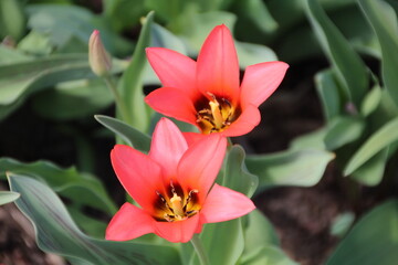 First Flowers Of Spring, U of A Botanic Gardens, Devon, Alberta