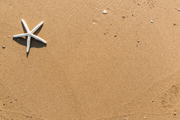 Fototapeta na wymiar Dried starfish on the beach background