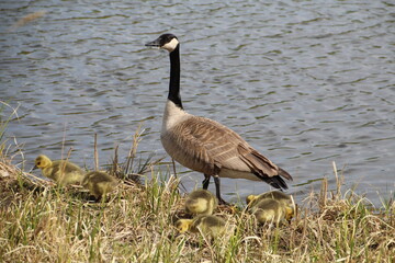 Goslings Staying Close To Mom, Pylypow Wetlands, Edmonton, Alberta