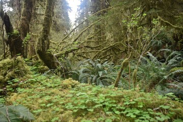 Fototapeta na wymiar Travel Through a Fairy Tale - Hoh Rain Forest Trail in Olympic National Park