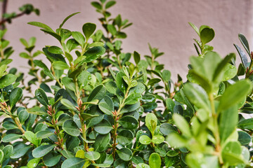 Plantas de jardín botánico floreciendo en primavera
