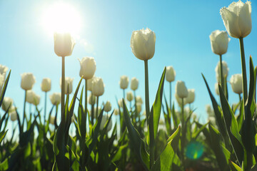 Blossoming tulips in field on sunny day
