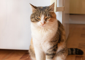 Portrait of a beautiful cat sitting next to refrigerator door and wait for food