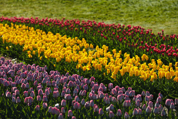 Fototapeta premium Beautiful view of field with blossoming tulips on sunny day