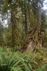Travel Through a Fairy Tale - Hoh Rain Forest Trail in Olympic National Park