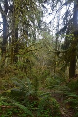 Fototapeta na wymiar Travel Through a Fairy Tale - Hoh Rain Forest Trail in Olympic National Park