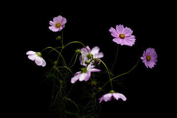 黒バックで撮影されたコスモスの花