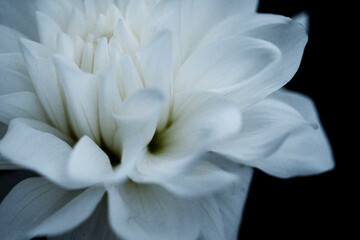 Fototapeta premium 白い花のクローズアップ